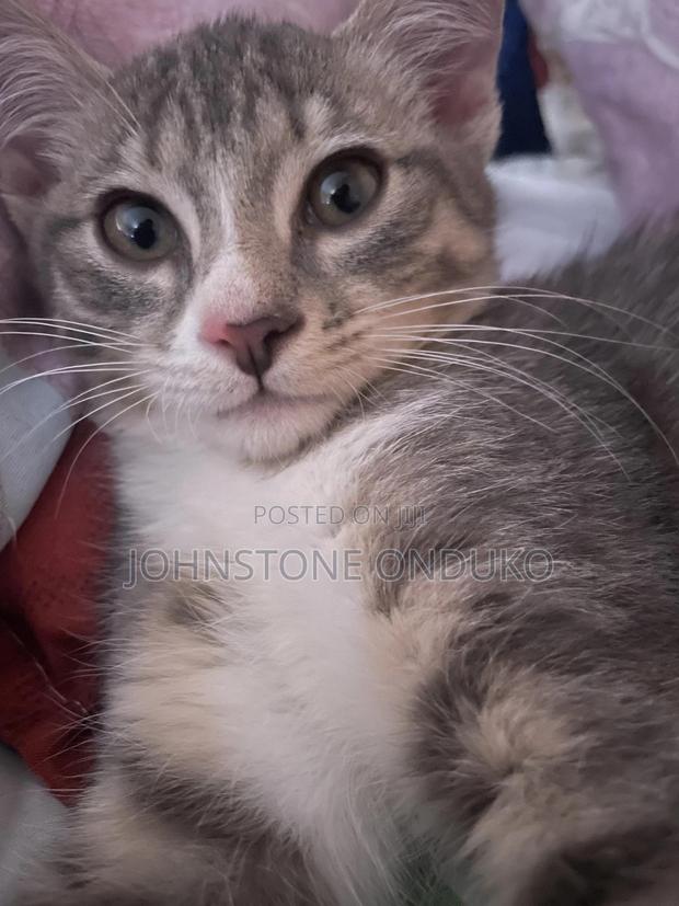 1-3 months Female Purebred Tabby - thumbnail 3