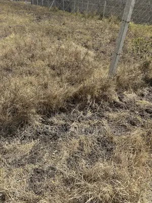 Two Plots for Sale Adjacent to Each Other Mwalimu Farm Phase 3