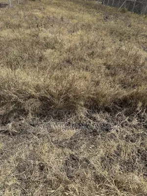 Two Plots for Sale Adjacent to Each Other Mwalimu Farm Phase 3
