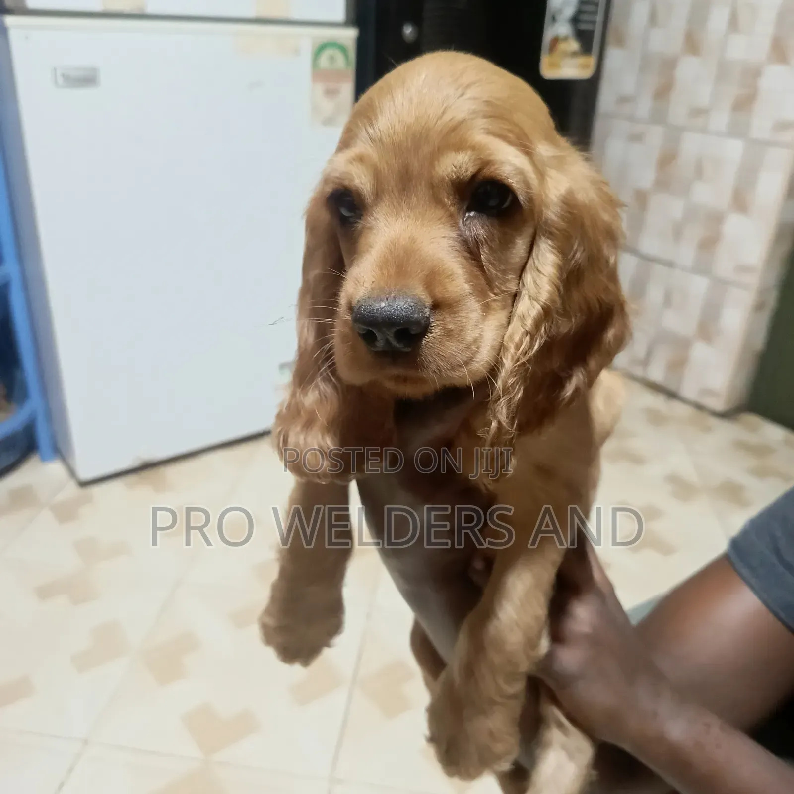 1-3 months Female Purebred Cocker Spaniel