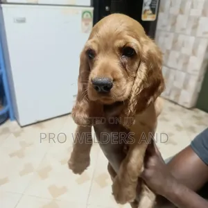 1-3 months Female Purebred Cocker Spaniel