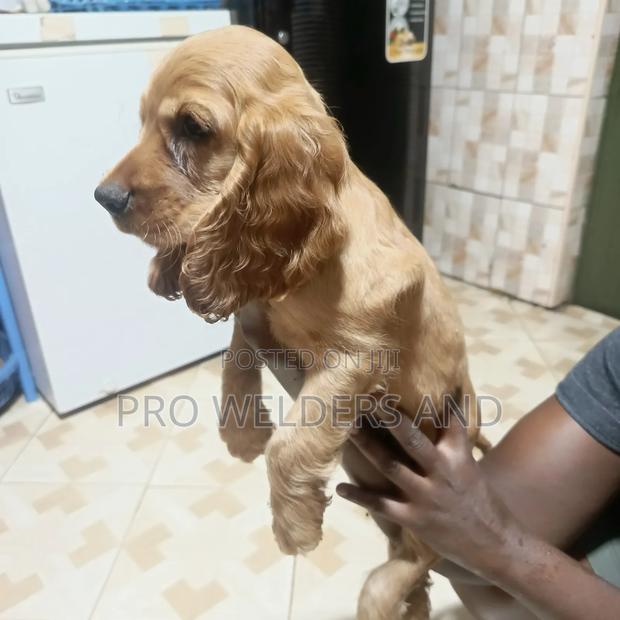 1-3 months Female Purebred Cocker Spaniel - thumbnail 3