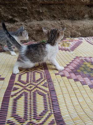 1-3 months Male Mixed Breed American Shorthair
