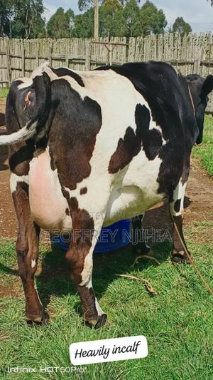 Freshian Cow on Sale - thumbnail 2