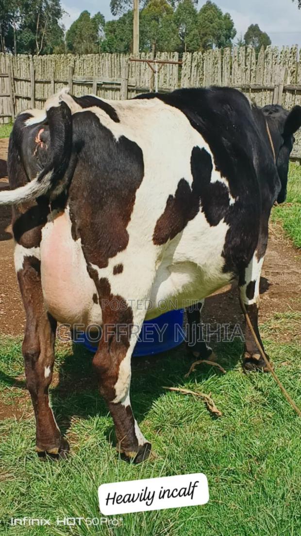 Freshian Cow on Sale - main view