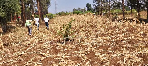 Makutano (Mwea) at 650,000 for a 50*100 Plot - thumbnail 4