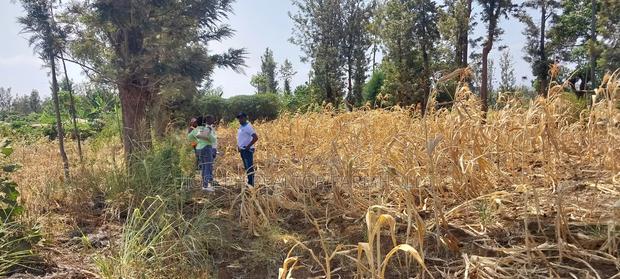 Makutano (Mwea) at 650,000 for a 50*100 Plot - thumbnail 5