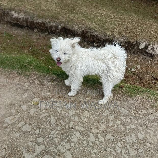 1-3 months Female Purebred Maltese - main view