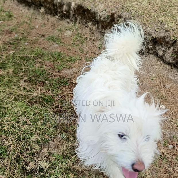 1-3 months Female Purebred Maltese - thumbnail 3