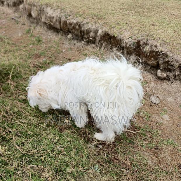 1-3 months Female Purebred Maltese - thumbnail 4