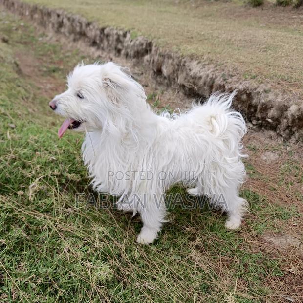 1-3 months Female Purebred Maltese - thumbnail 5