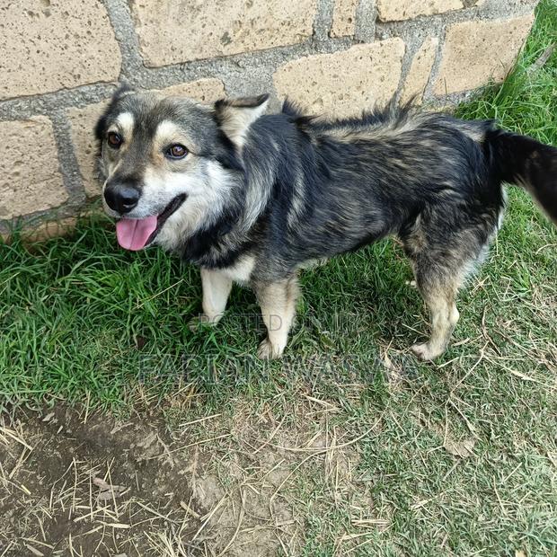 1-3 months Female Purebred Maltese - thumbnail 6