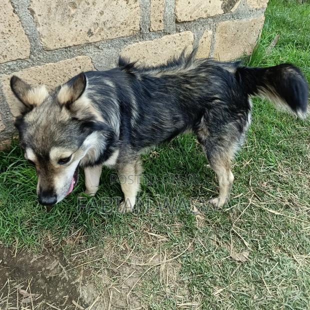 1-3 months Female Purebred Maltese - thumbnail 7