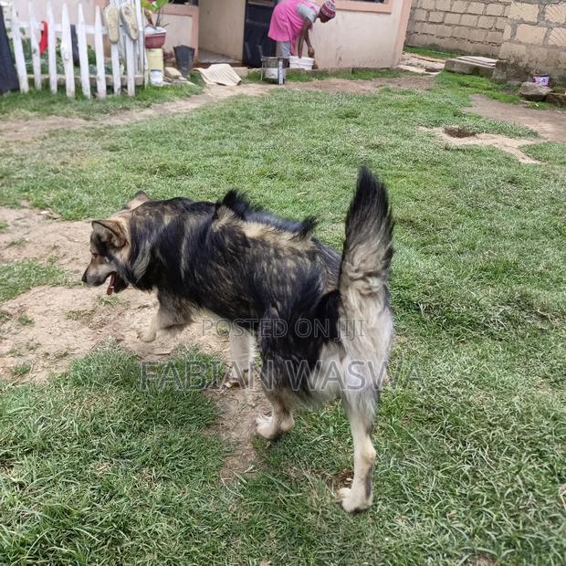 1-3 months Female Purebred Maltese - thumbnail 8