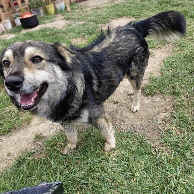 1-3 months Female Purebred Maltese - thumbnail 9