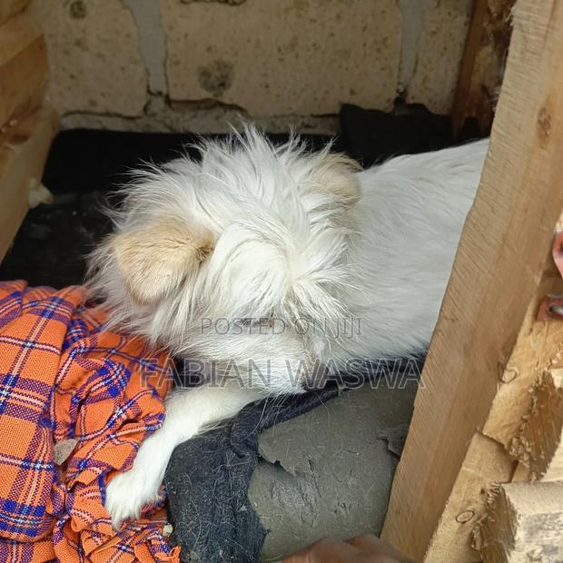 1-3 months Female Purebred Maltese - thumbnail 10