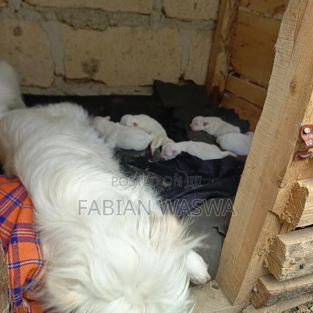 1-3 months Female Purebred Maltese - thumbnail 11