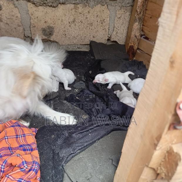 1-3 months Female Purebred Maltese - thumbnail 12
