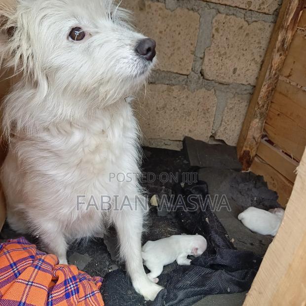 1-3 months Female Purebred Maltese - thumbnail 13