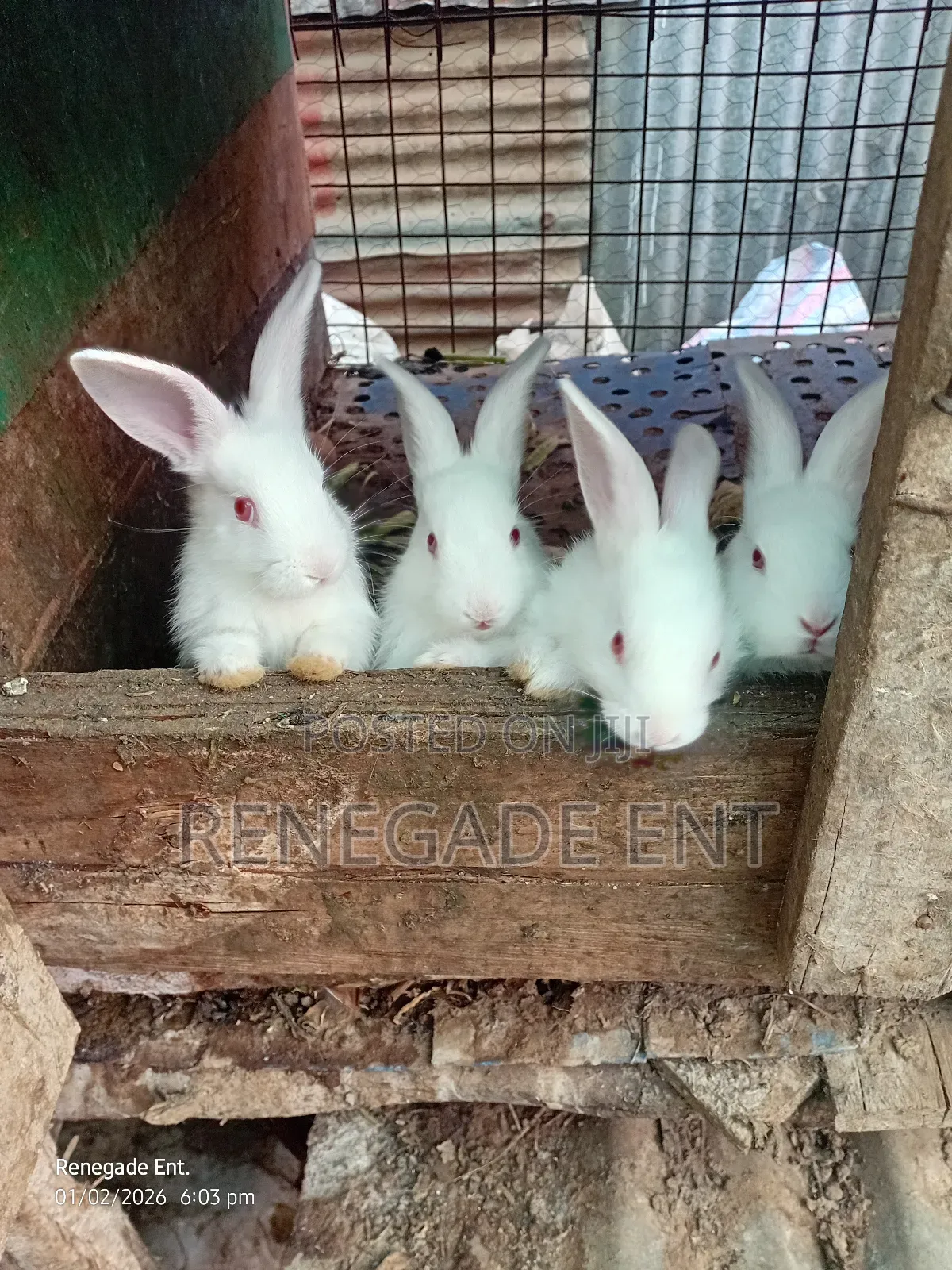 New Zealand White Rabbits