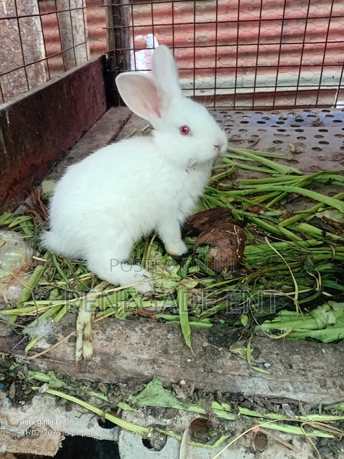 New Zealand White Rabbits