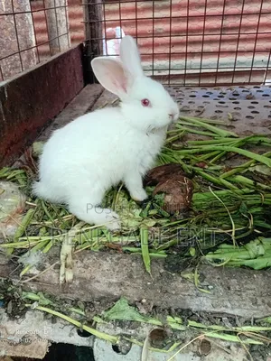 New Zealand White Rabbits