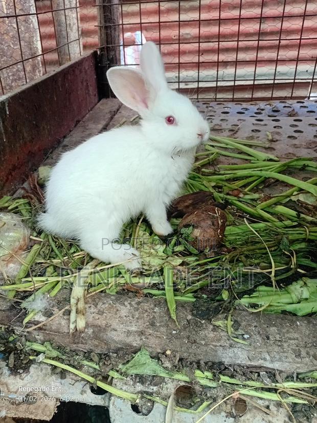 New Zealand White Rabbits - thumbnail 3