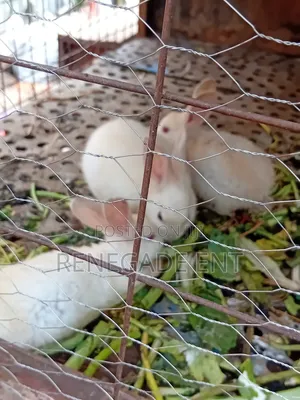 New Zealand White Rabbits