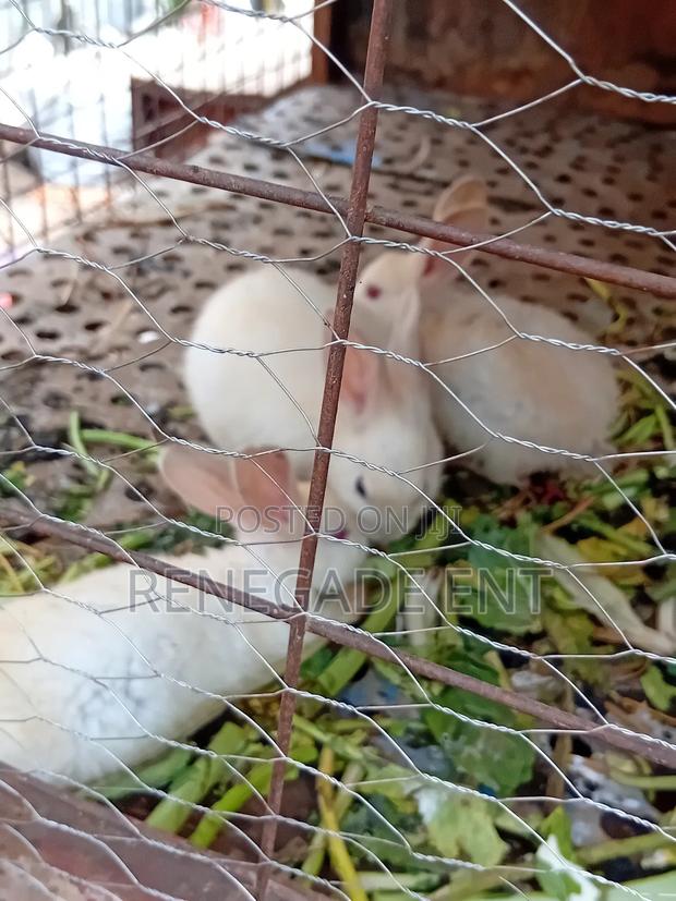 New Zealand White Rabbits - thumbnail 4