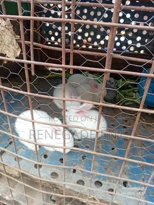 New Zealand White Rabbits