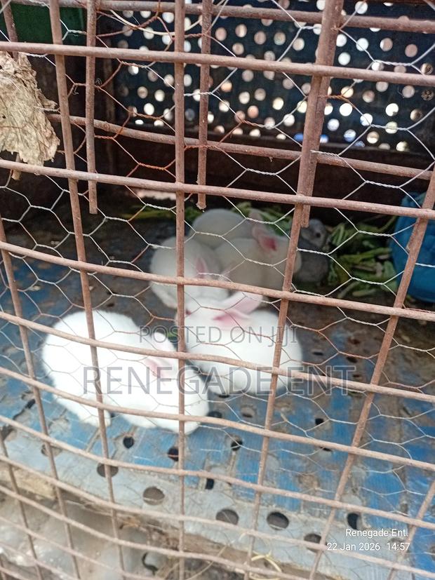 New Zealand White Rabbits - thumbnail 5