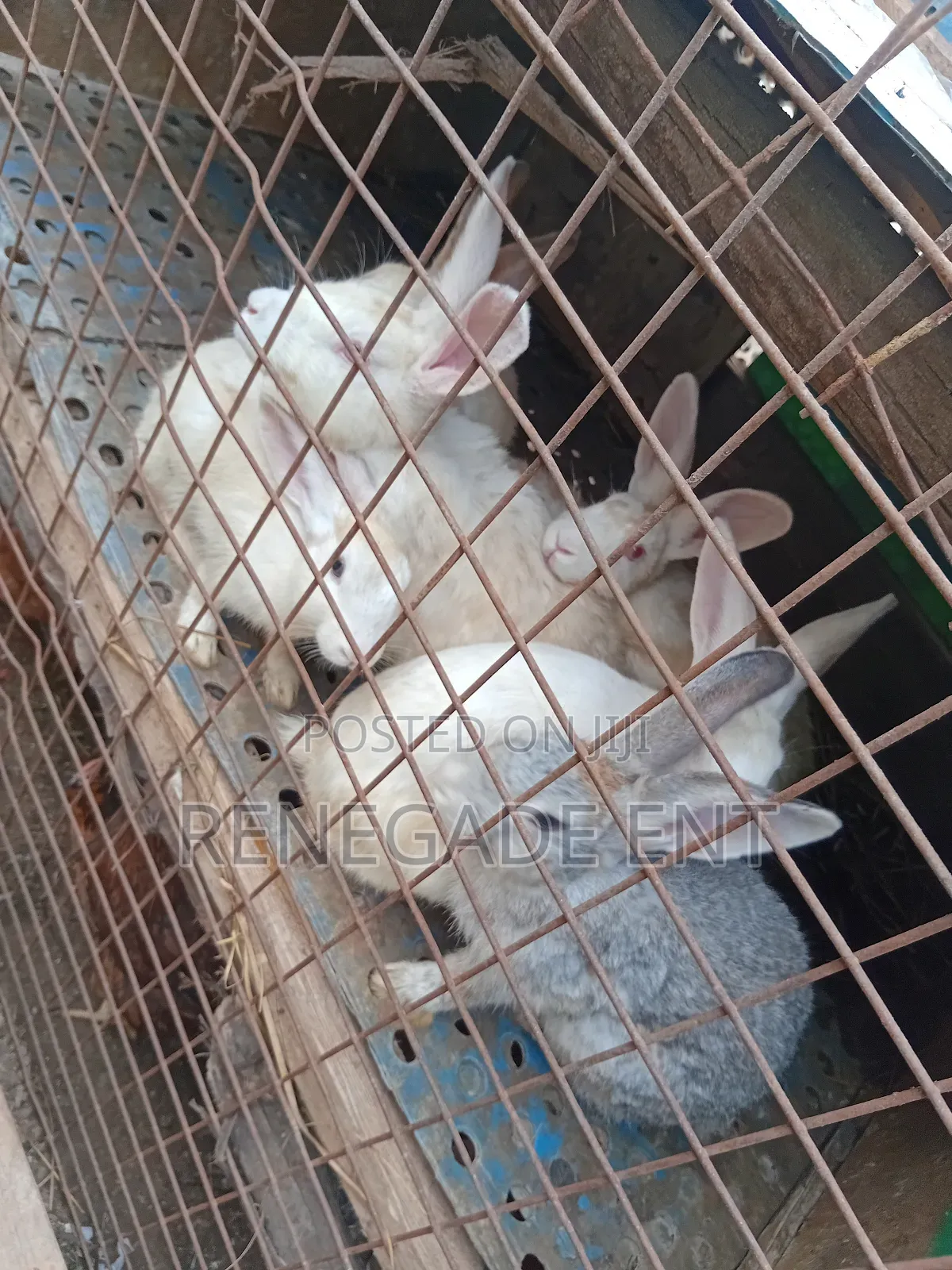 New Zealand White Rabbits