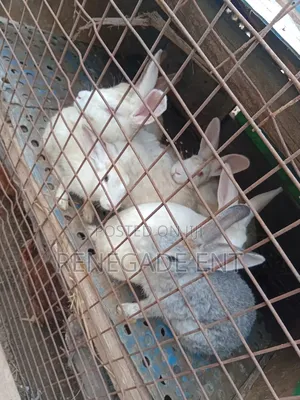 New Zealand White Rabbits