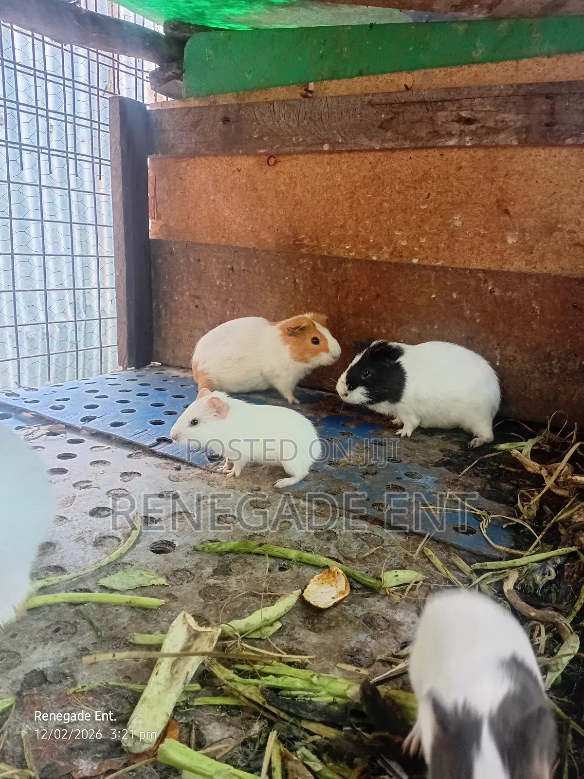 Guinea Pig