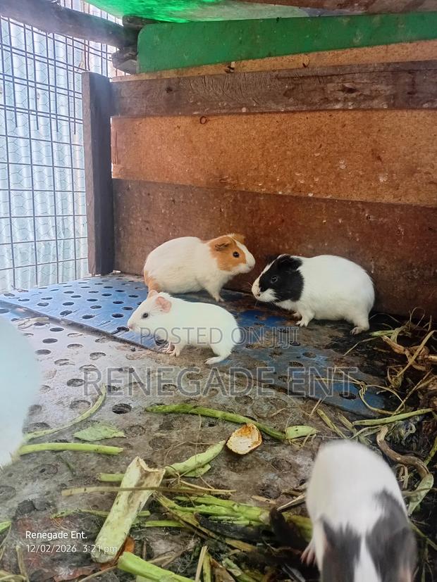 Guinea Pig - main view