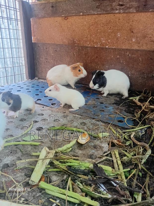 Guinea Pig - thumbnail 3