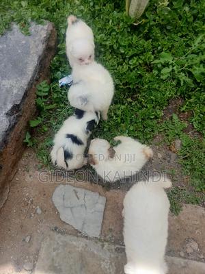 1-3 months Female Purebred Japanese Spitz - thumbnail 2