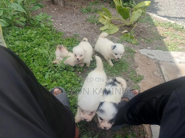 1-3 months Female Purebred Japanese Spitz - thumbnail 3