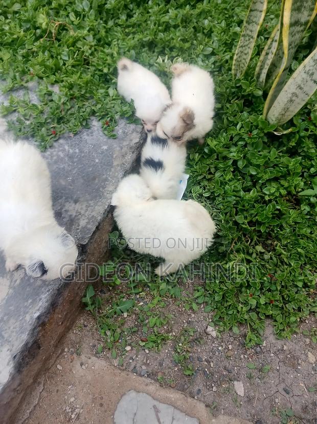 1-3 months Female Purebred Japanese Spitz - thumbnail 4