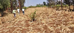 Pendo Garden