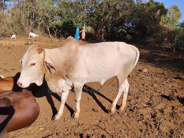 Pure Local Zebu Breed - main view