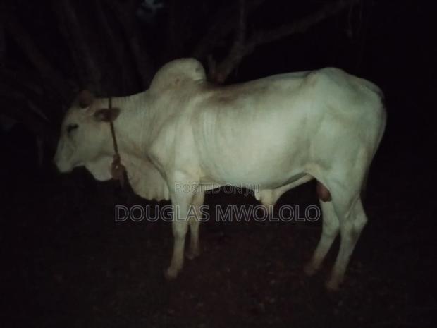 Pure Local Zebu Breed - thumbnail 2