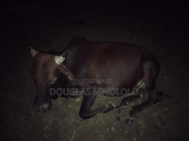 Pure Local Zebu Breed - thumbnail 3