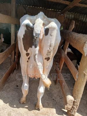 Hostein Cow - thumbnail 2