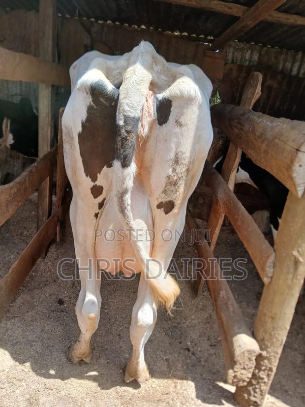 Hostein Cow - main view