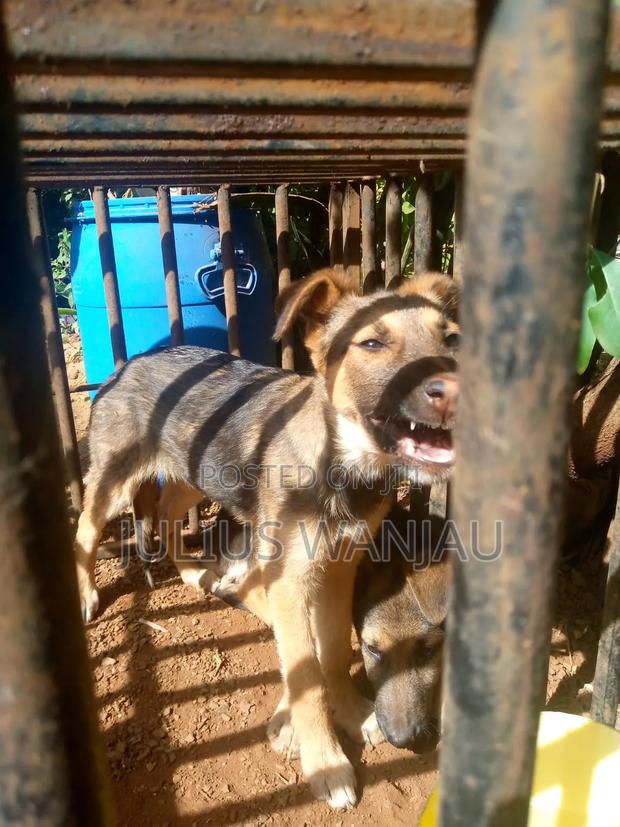 3-6 months Male Purebred German Shepherd - main view