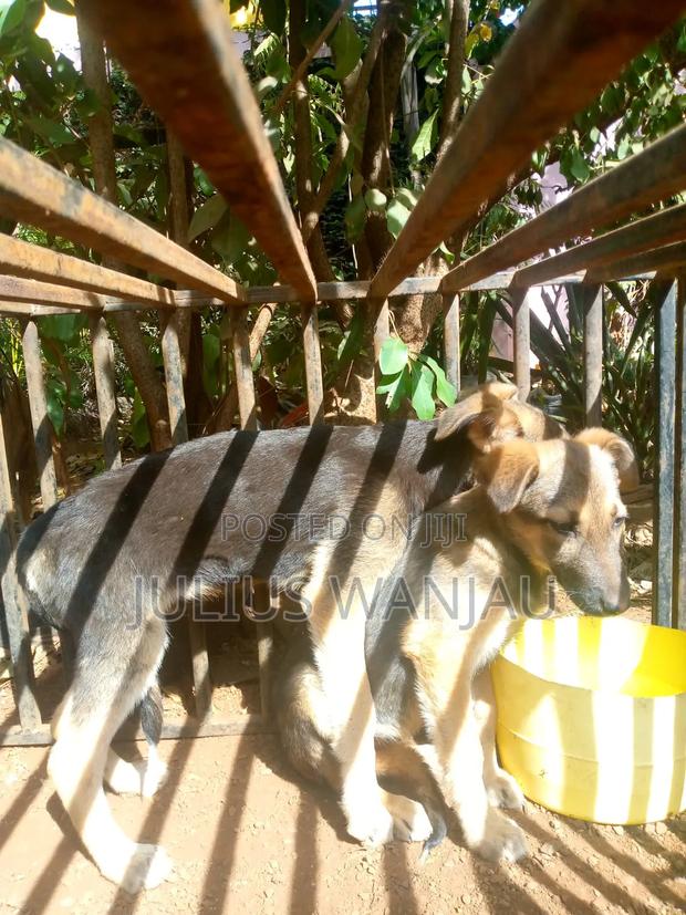 3-6 months Male Purebred German Shepherd - thumbnail 3