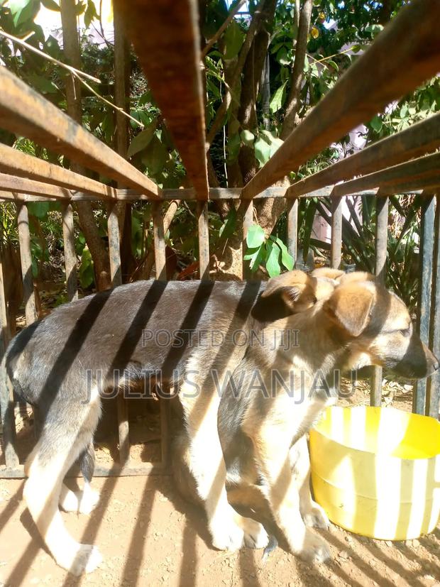 3-6 months Male Purebred German Shepherd - thumbnail 4