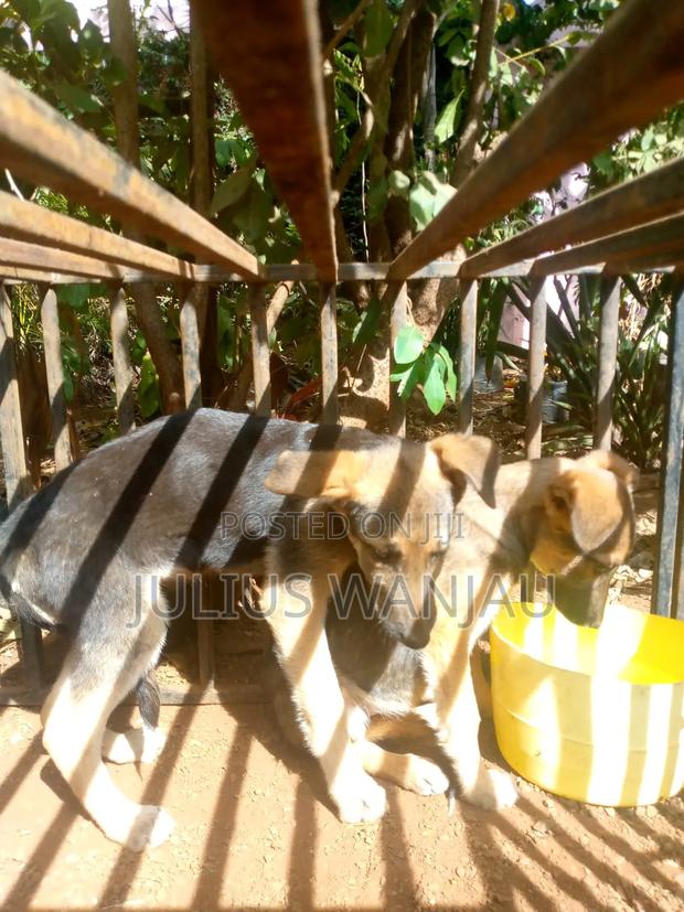 3-6 months Male Purebred German Shepherd - thumbnail 5