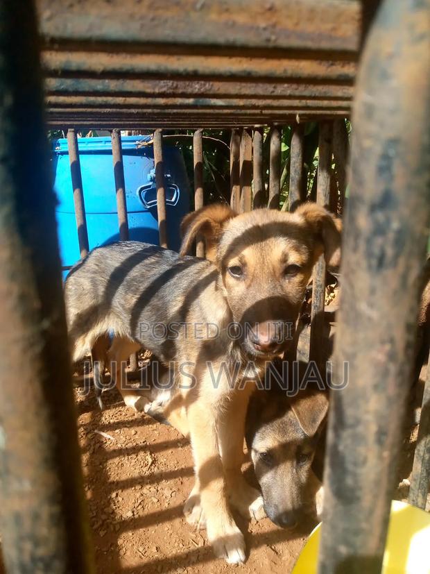 3-6 months Male Purebred German Shepherd - thumbnail 6